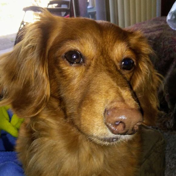 Meet your Posher, Amy - Picture 1 of 1